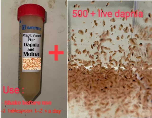 Daphnia Magna combo kit.Buy 2 kits & Get 2 Extra Bags Of Daphnia Magna Culture.