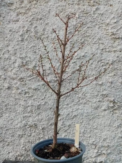 Bonsai - Pré bonsai mélèze du Japon 3