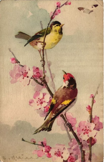 C. Klein, Animals, Colored Singer Birds on a Branch, Vintage Postcard