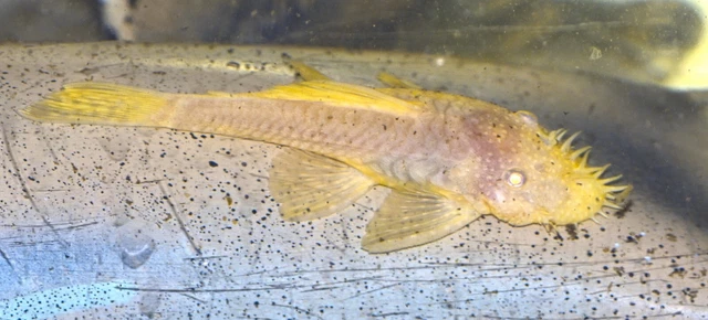 BREEDING PAIR  - Albino Golden Bristlenose Plecos!!!