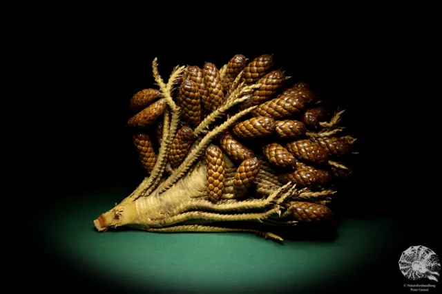 Raphia farinifera tropical centroáfrica palmera reciente frutos secos especie