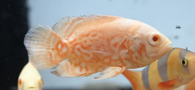 Albino Super Red Tiger Oscar 2.5-3” -Live Freshwater Tropical Aquarium Fish