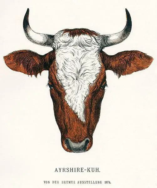 Ayrshire Cow - 1874 - Breeds Of Cattle - Illustration Magnet