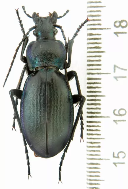 Carabidae, Carabus (Morphocarabus) zawadzkii dissimilis  TOPOTYP