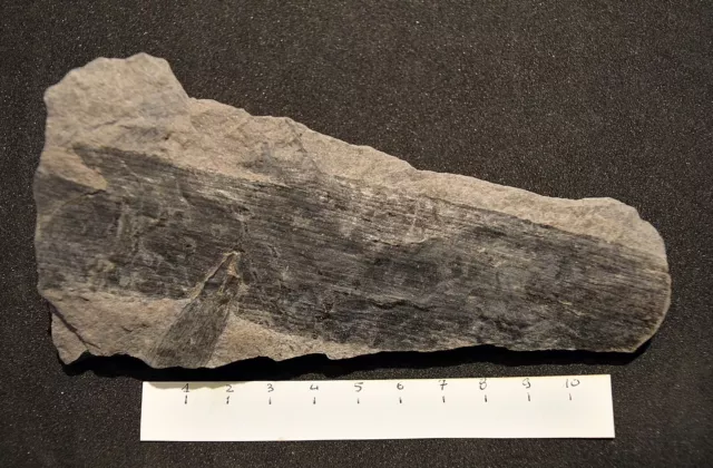 Piante fossili, Felci, Calamites Carbonifero, Westfaliano, Repubblica Ceca