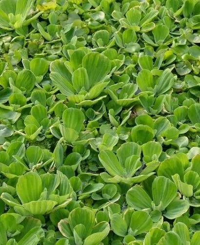 10 Muschelblumen für den Gartenteich Teich Filterpflanzen Deko
