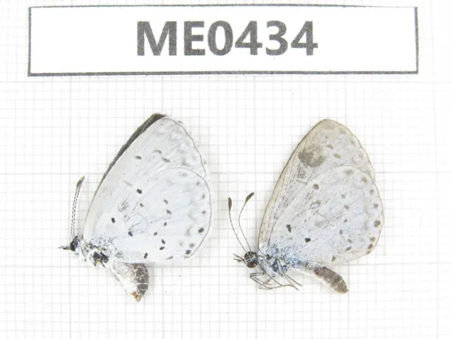 Butterfly. Celastrina sp. Jilin, Baishan, Fusong county. 1P. ME0434.