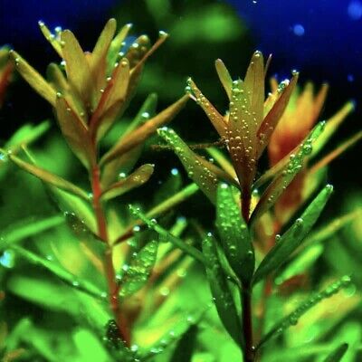 Rotala Rotundifolia Potted Live Aquarium Plant Easy Beautiful Freshwater 🇺🇸
