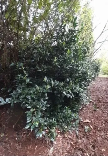 Shrub- Camellia sinensis 'Assamica'