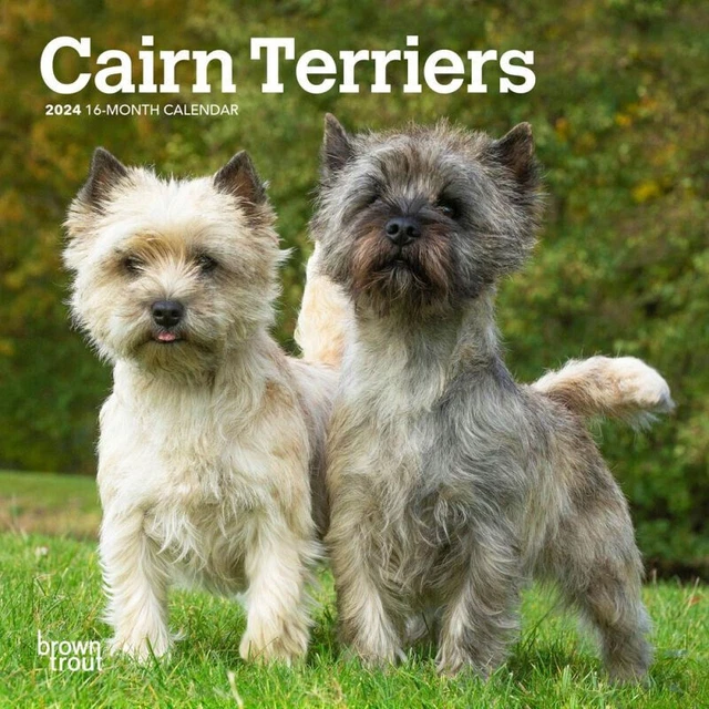 MINI CALENDARIO BROWNTROUT Cairn Terrier 2024 7x7 con EUR 12,29