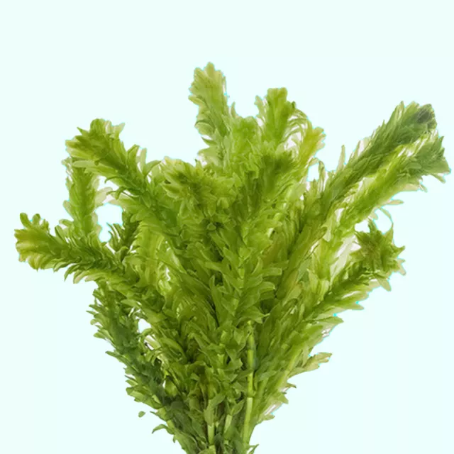 BUY 2 GET 1 FREE - Anacharis Elodea Densa - Live Aquarium Pond Plants Bunch