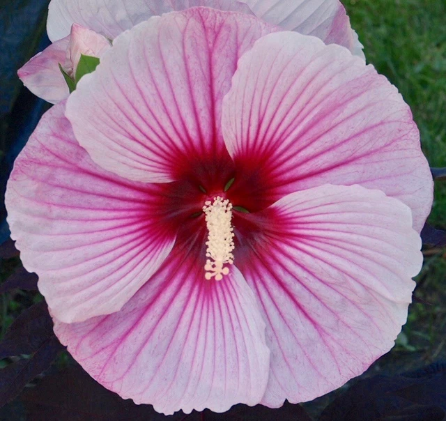 STARRY STARRY NIGHT Hardy Hibiscus -- DWARF + DARK LEAVES - Plant in 4.5" pot