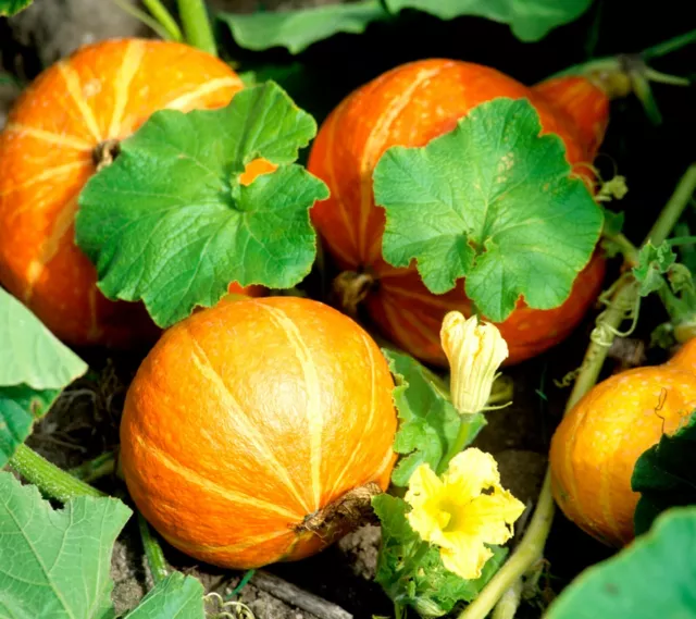 15 Graines de Potimarron -  légumes courges jardin potager semences paysannes