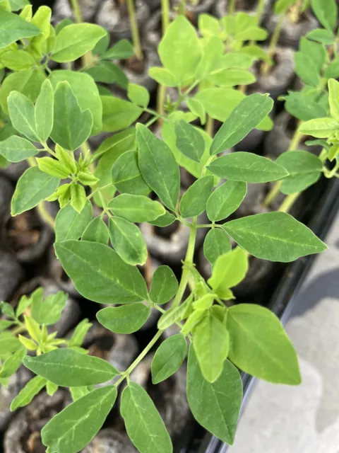 😎Moringa Rooted Live Plant with Humidity Dome Grow Pot & 25 Free Moringa Seeds