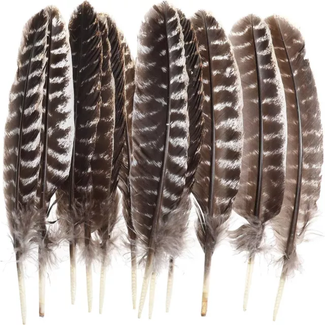 10-12inch Wild Turkey Feathers Natural Feather Decoration  DIY Craft