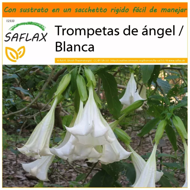 SAFLAX Garden in the Bag - Trompetas de ?ngel / Blanca - 10 semillas - Brugmansi