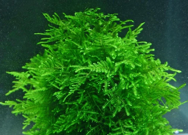20g Java Moss SHRIMP SAFE Live Carpet Plants Aquarium Tropical Fish Tank Hide