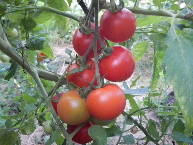 Lukullus Tomate sehr alte deutsche Sorte früh reifend ertragreich bis zum Frost