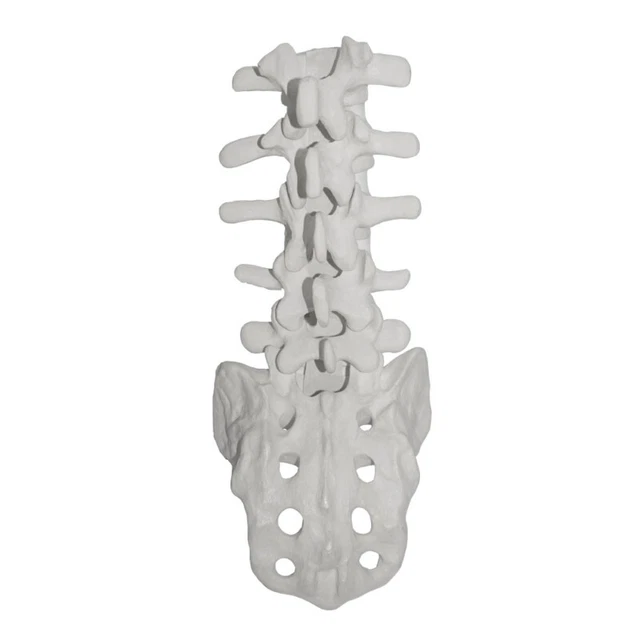 HBARSCI Disarticulated Human Vertebrae Model - 56 Pieces, Life-Size PVC Bones & Cartilage Discs, Anatomically Accurate For Anatomy Study - View #5