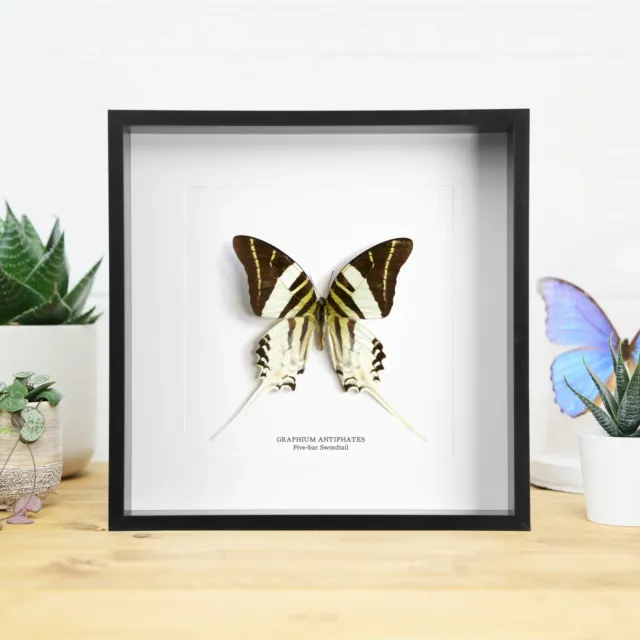 Five-bar Swordtail (Graphium Antiphates) Handcrafted Butterfly Frame / Taxidermy