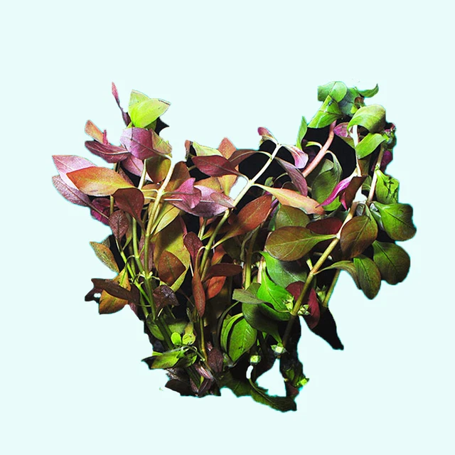 LOW TECH Aquarium Plant Ludwigia Repens (Dark Red) Bunch BUY 2 GET 1 FREE
