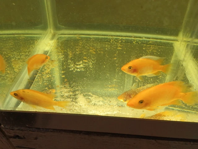  live creamsicle red devil cichlids freshwater aquarium 2