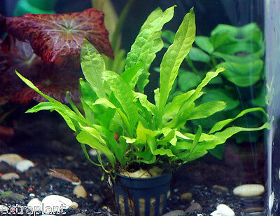 Java Fern Full Pot - Microsorum Pteropus Live Aquarium Plants Moss BUY2GET1FREE*