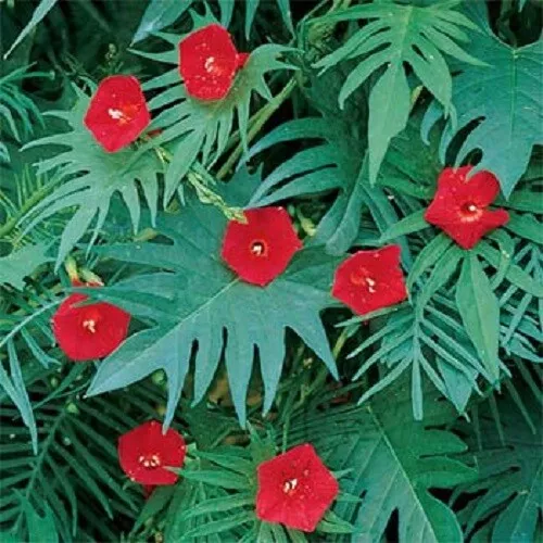 Cypress vine (Ipomoea Quamoclit Cardinalis) x 20 seeds 2