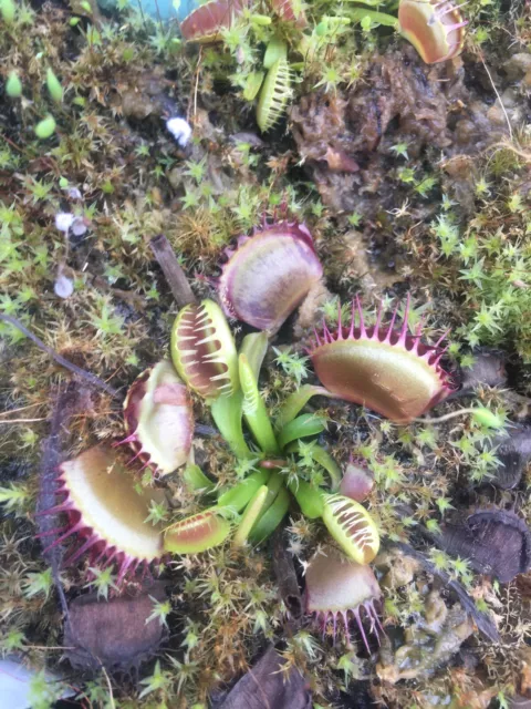 plantes carnivores dionaea Crispy Sun