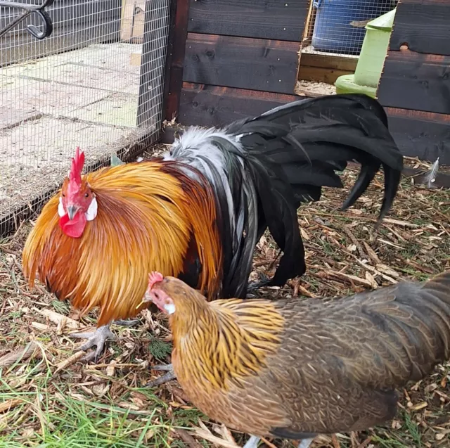 6 hatching eggs from my Gold Phoenix bantams