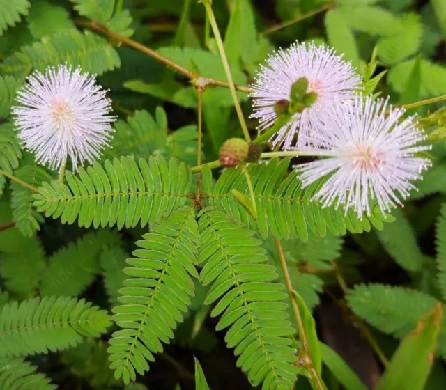 50 Semi Mimosa Pudica Sensitive Plant Mimosa Pudique Schamhafte Sinnpflanze seed