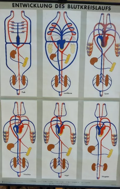 antike Schulwandkarte BLUTKREISLAUF DER TIERE Vintage Lehrkarte (G) KARTE