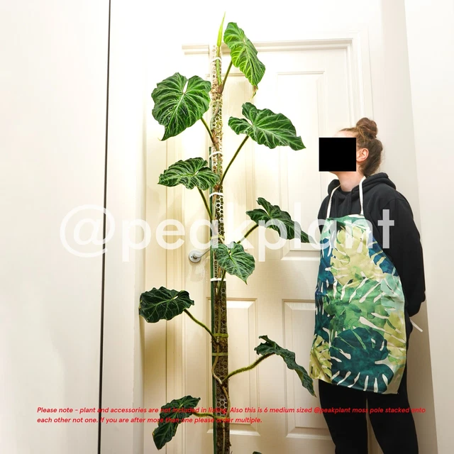 MEDIUM MOSS POLE Peak Plant ( Aroid monstera anthurium philodendron  variegated ) $28.00 - PicClick AU