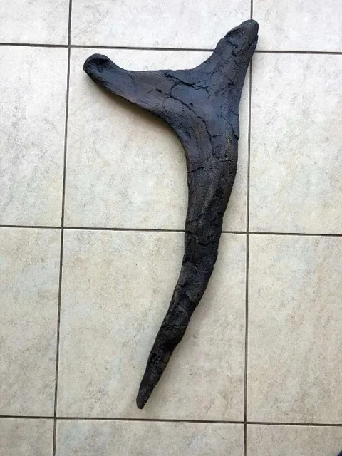 Dinosaurs. Fossils. Rib cast of Tyrannosaurus Rex. Replica Handmade.