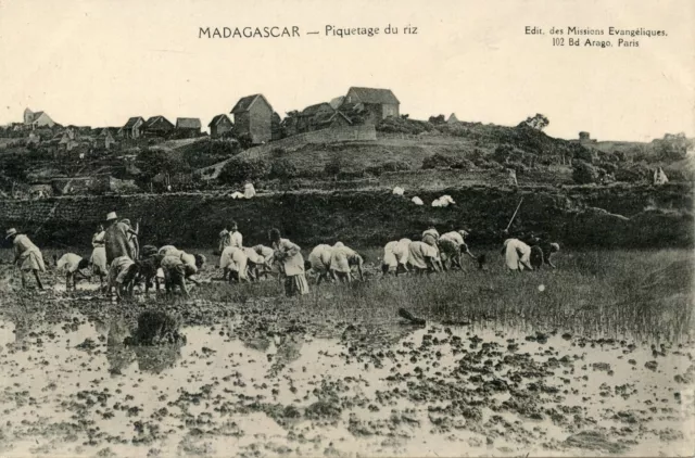 Carte Postale / Madagascar / Piquetage Du Riz