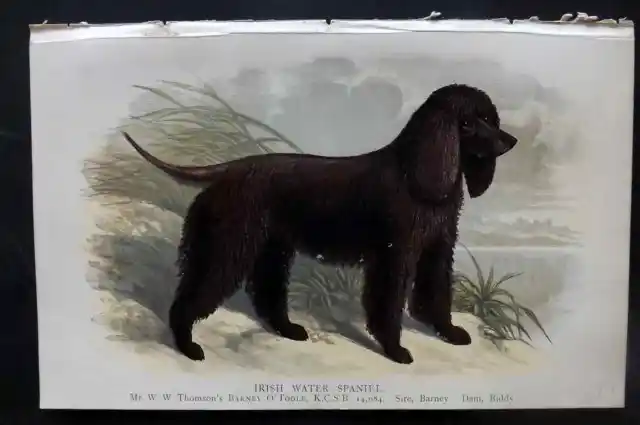 Dalziel 1880s Antique Dog Print. Irish Water Spaniel