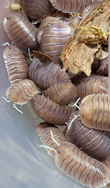 Cubaris Sp. Soil Isopod (×10)