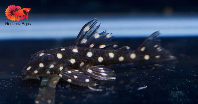 (1) L201 SNOWBALL AKA ORINOCO ANGEL PLECO - Snow Ball Live Pleco Premium A+
