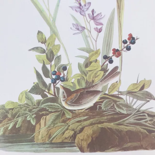 Arthur Singer Field Sparrow Spizella Pusilla Bird Audubon Color Prints 9" x 12"