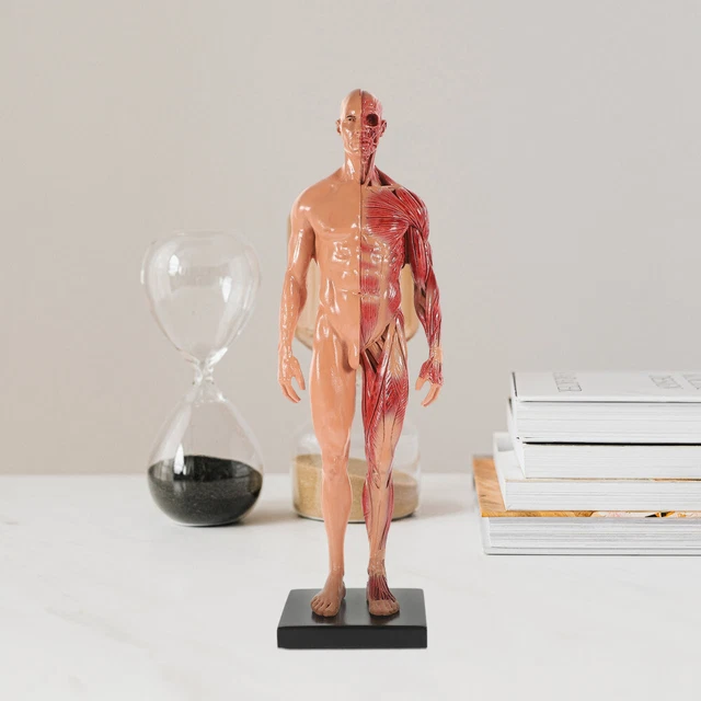 Muscle Models | Muscle Figures | Musculature Models - 3B Scientific