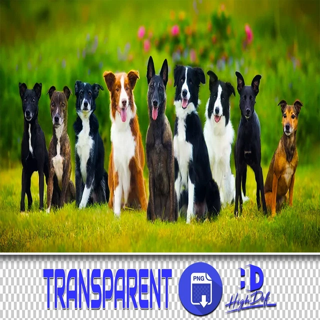 300 Perros, Perro Png Transparente Png Png Photoshop Superposiciones, Animales Aislados Archivos Png