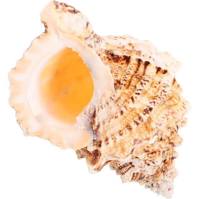 Lambis De Coquillages De Conque Lambis Posé Sur La Plage Galets Mer Exotique Shel Avec Pointes Lambis De Coquillages De Conque Lambis Posé Sur La Plage Galets Mer Exotique Shel Avec Pointes