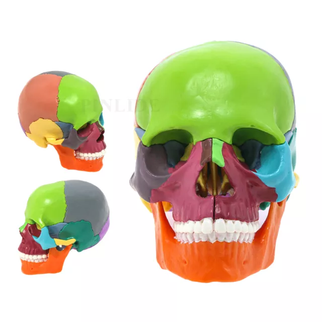 Anatomy Mini Skull Model Colored Detachable Human Anatomy Exploded Skull 1PC