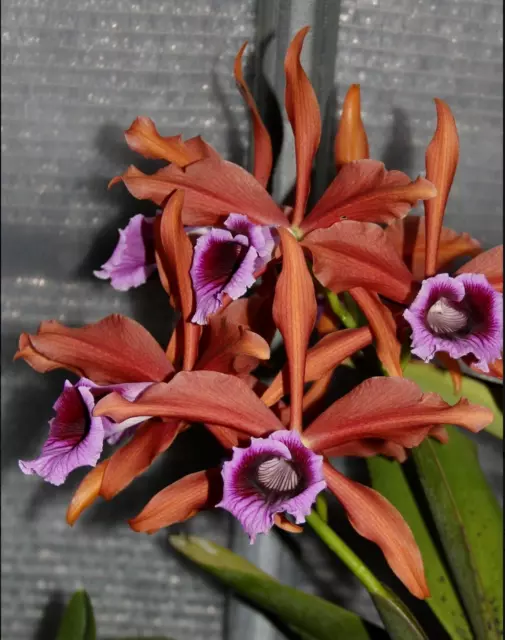 Orchid Species Laelia tenebrosa 'Rainforest' Fragrant Near Bloom Size