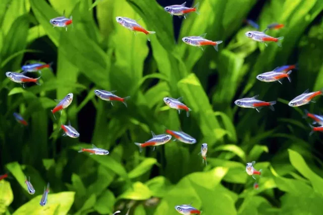 🔥 Neon Tetra - Peaceful Vibrant Colorful Fresh Water Aquarium Live Fish