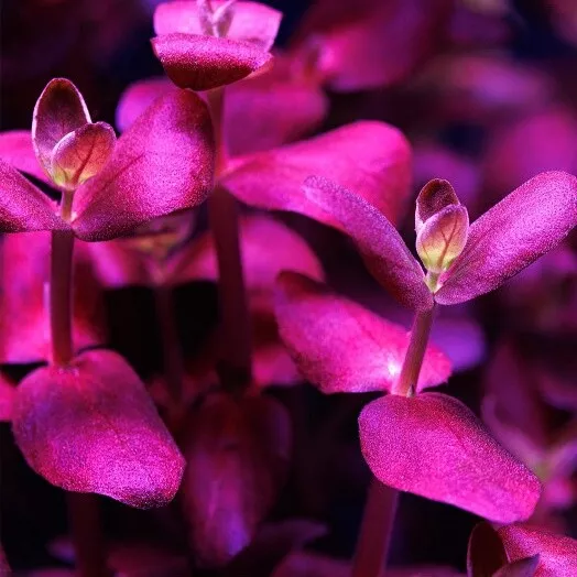 Bacopa Salzmannii Purple Live Aquarium Plants Tropical Fish Tank Rare