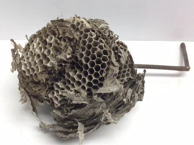 Large Natural Paper Wasp Bee Hornet Hive On Branch Taxidermy Nest 7” By 8”