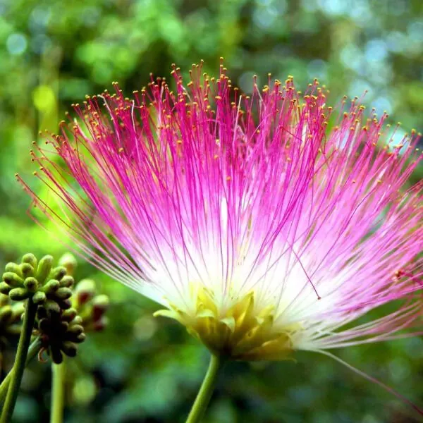 (lot of 10) Pink Mimosa Fresh Tree Cuttings, Unrooted Cuttings 7-8" honey bees ❤