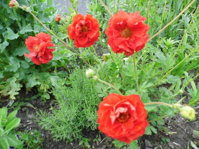 5x winterharte niedrige Stauden aus eigenem BIO-Garten