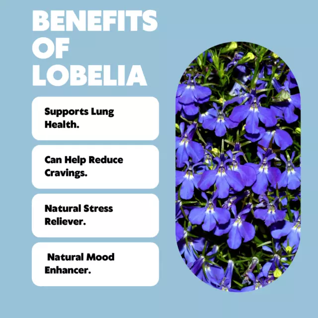 Quit Smoking Aid Premium Extra Thick Boosting Flavored Toothpicks with Lobelia 2